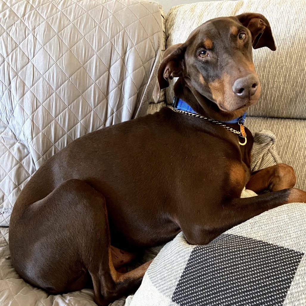 Gus, an adoptable Doberman Pinscher in Prescott, AZ, 86304 | Photo Image 1