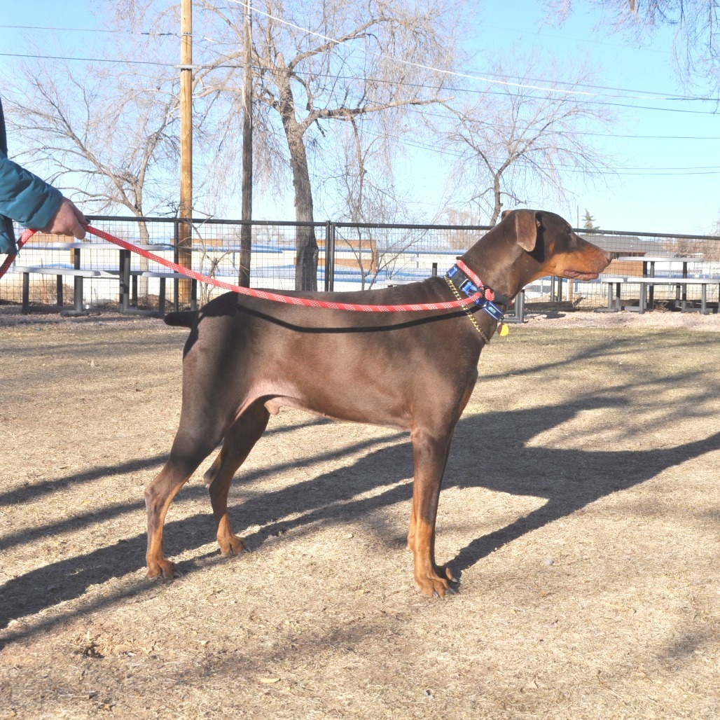 Gus, an adoptable Doberman Pinscher in Prescott, AZ, 86304 | Photo Image 2