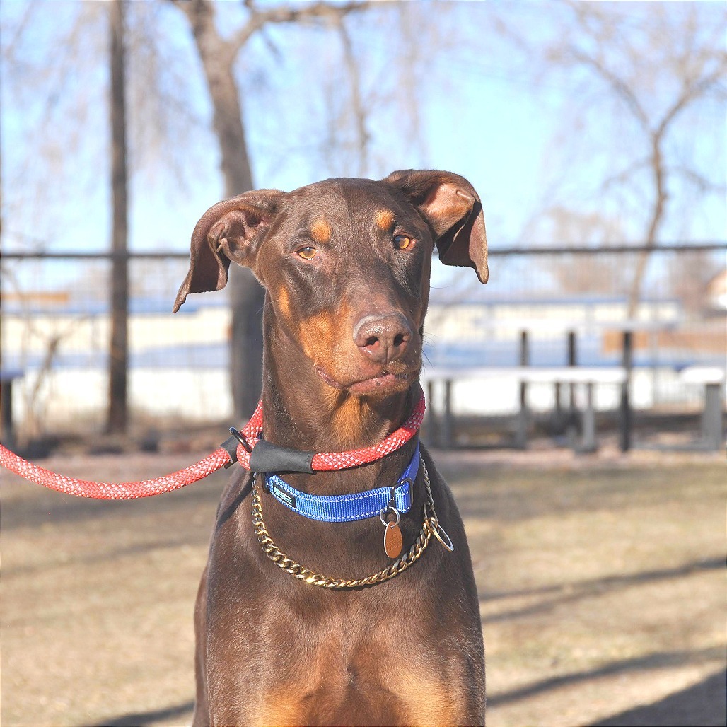 Gus, an adoptable Doberman Pinscher in Prescott, AZ, 86304 | Photo Image 3