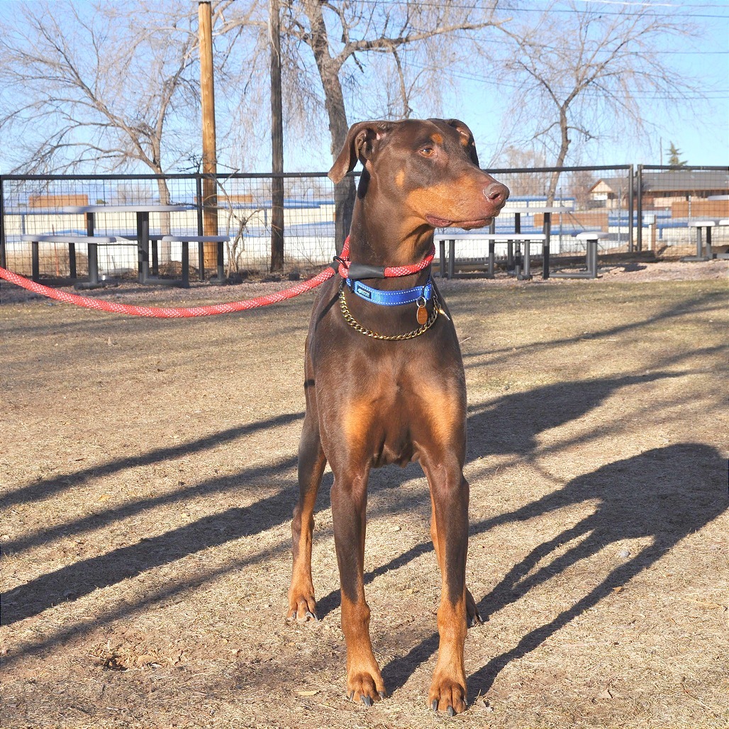 Gus, an adoptable Doberman Pinscher in Prescott, AZ, 86304 | Photo Image 4