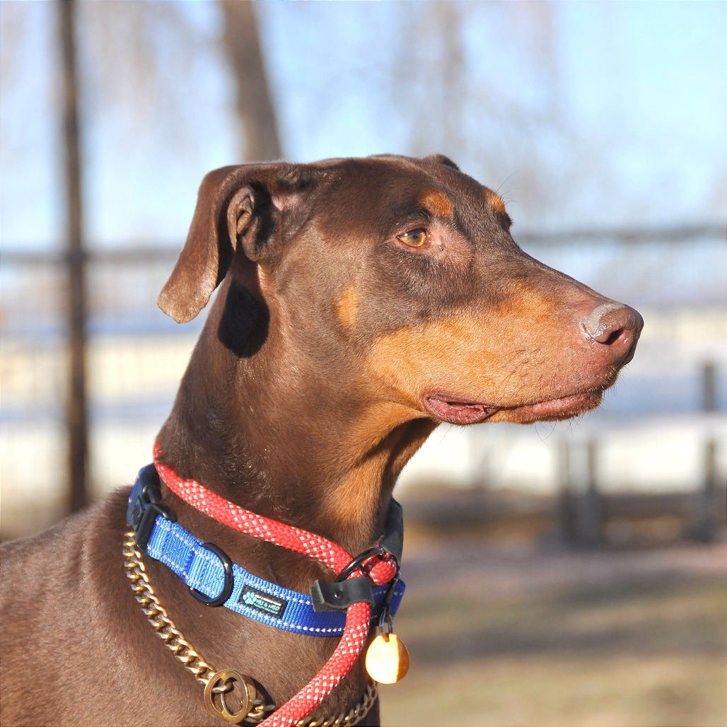 Gus