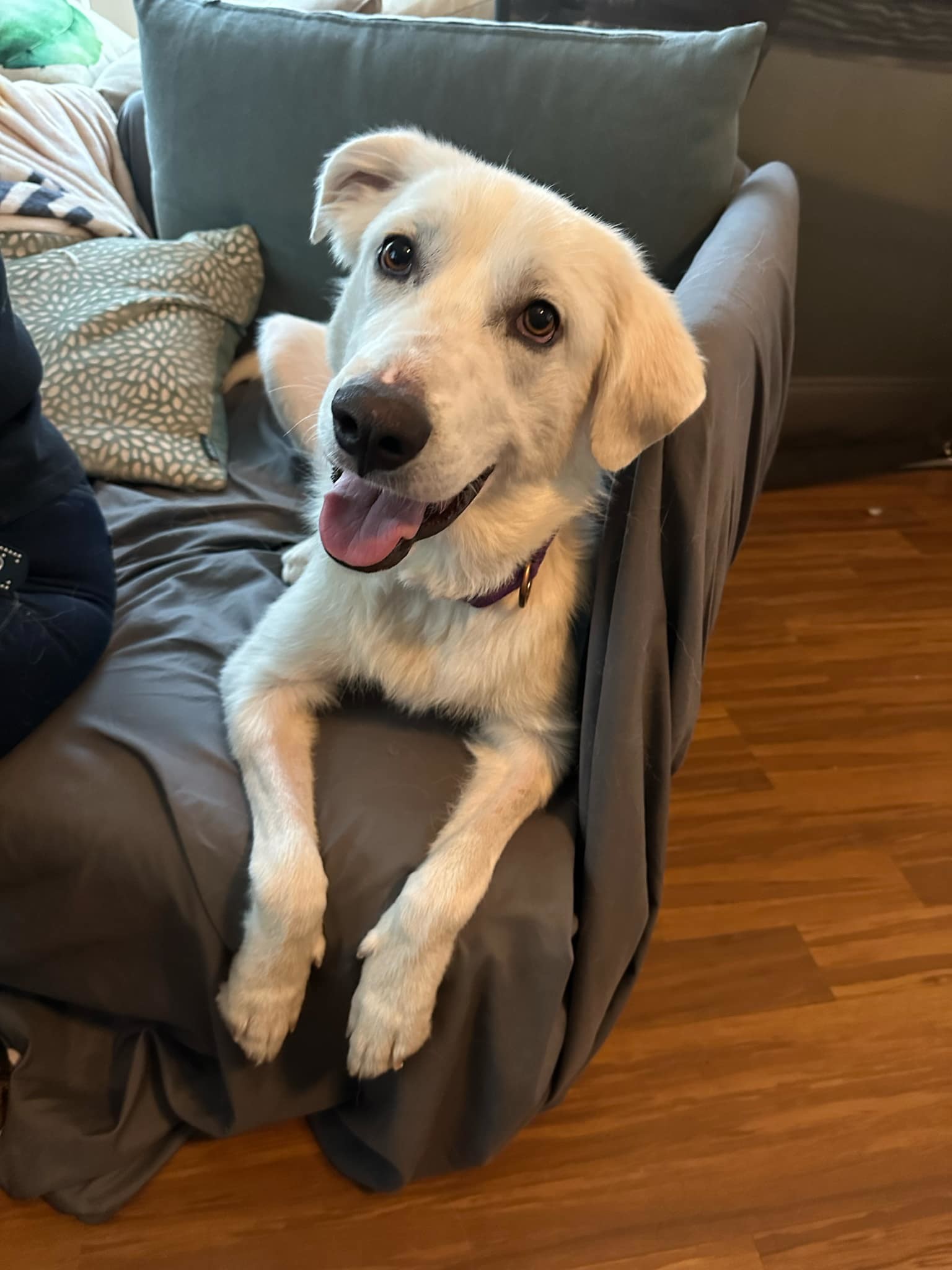 Penelope SAT