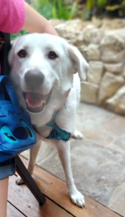 Penelope SAT, an adoptable Akbash, Great Pyrenees in San Antonio, TX, 78255 | Photo Image 1