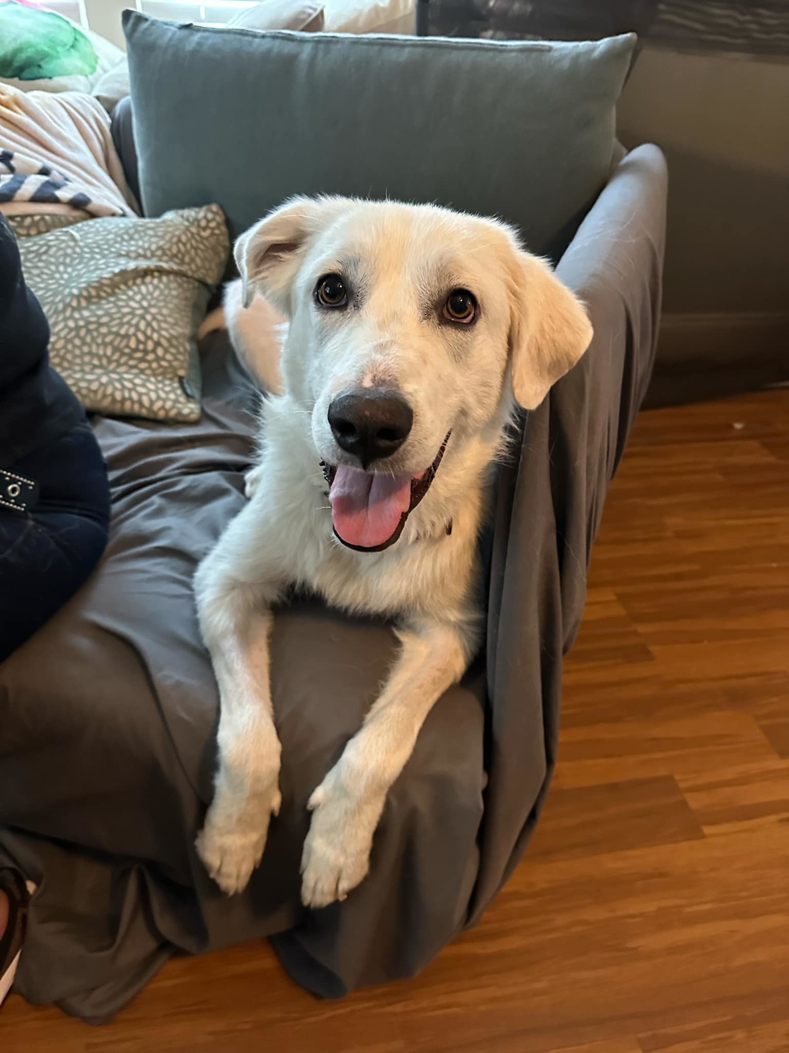 Penelope SAT