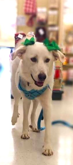 Penelope SAT, an adoptable Akbash, Great Pyrenees in San Antonio, TX, 78255 | Photo Image 2