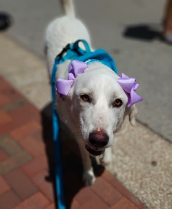 Penelope SAT, an adoptable Akbash, Great Pyrenees in San Antonio, TX, 78255 | Photo Image 3
