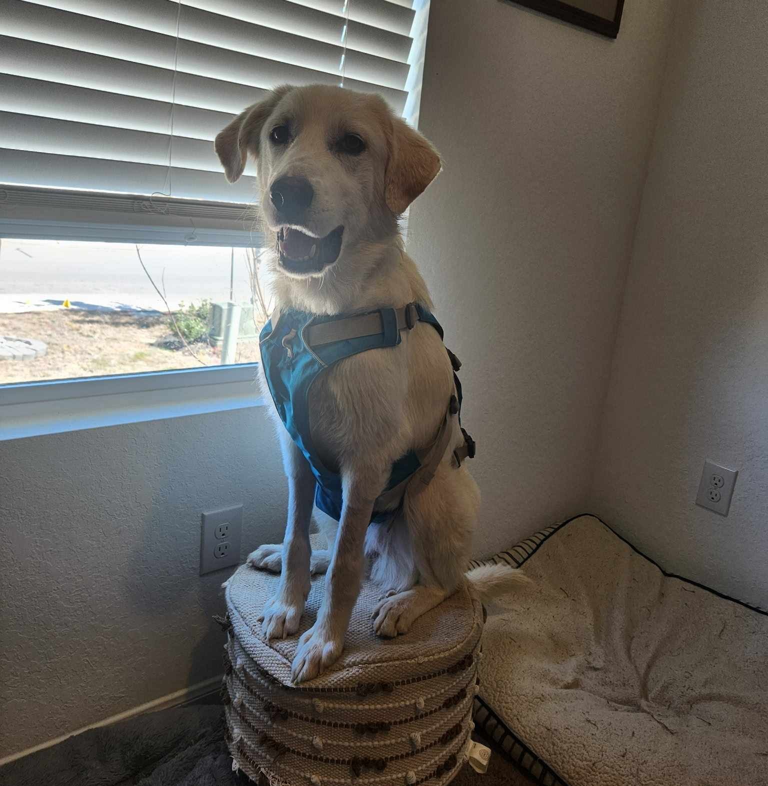 Penelope SAT