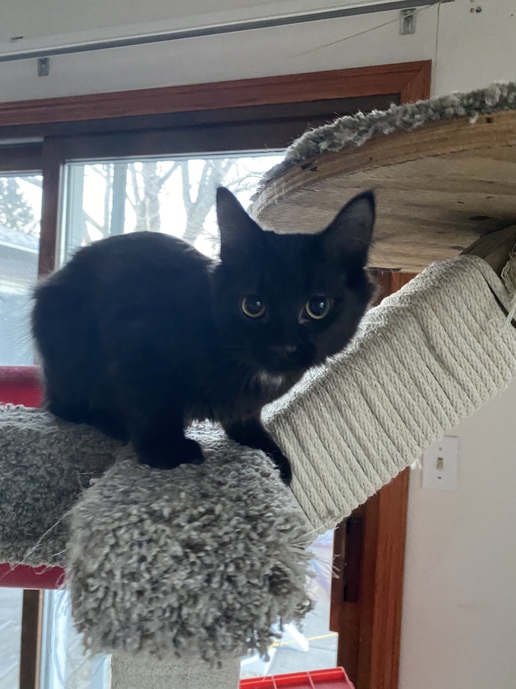 Ember