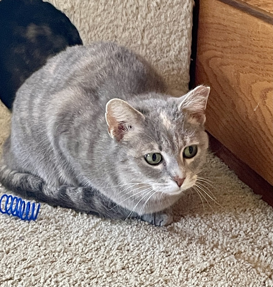 Gracie