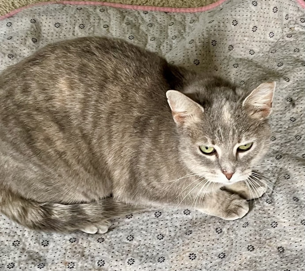 Gracie