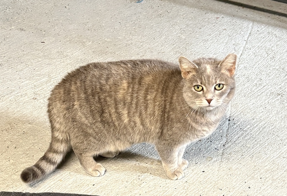 Gracie