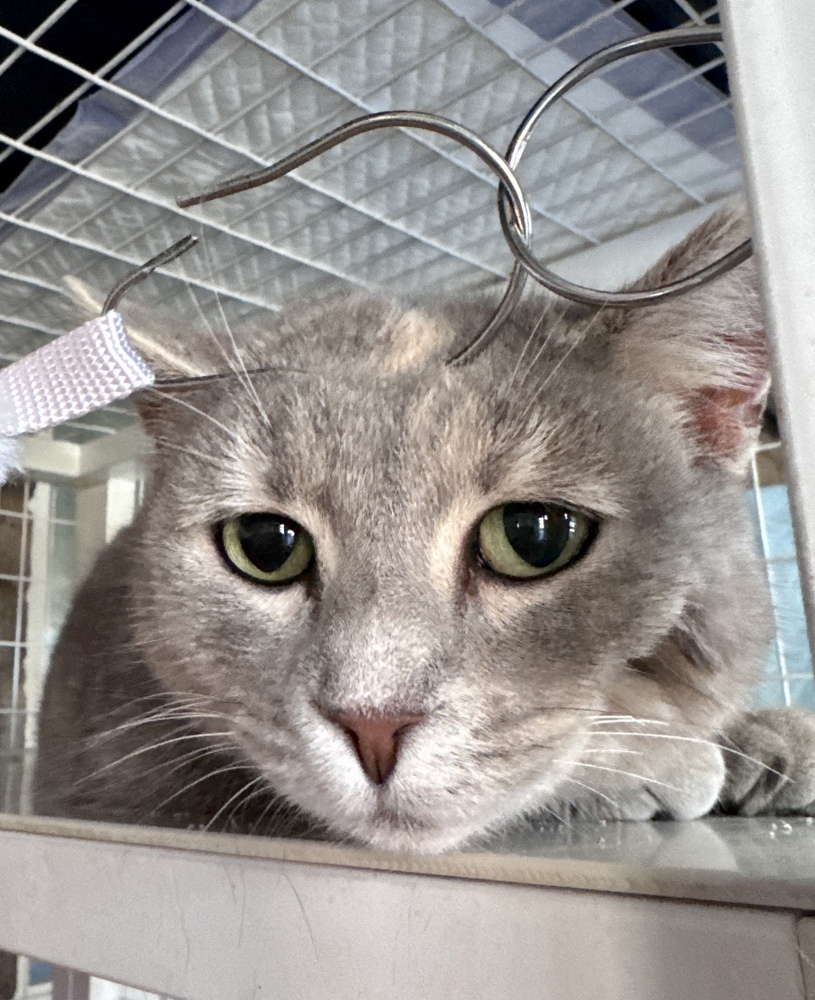 Gracie