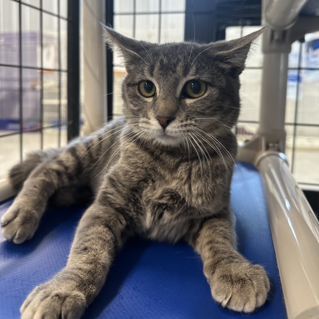 Maxine, an adoptable Domestic Short Hair in Spanish Fork, UT, 84660 | Photo Image 2
