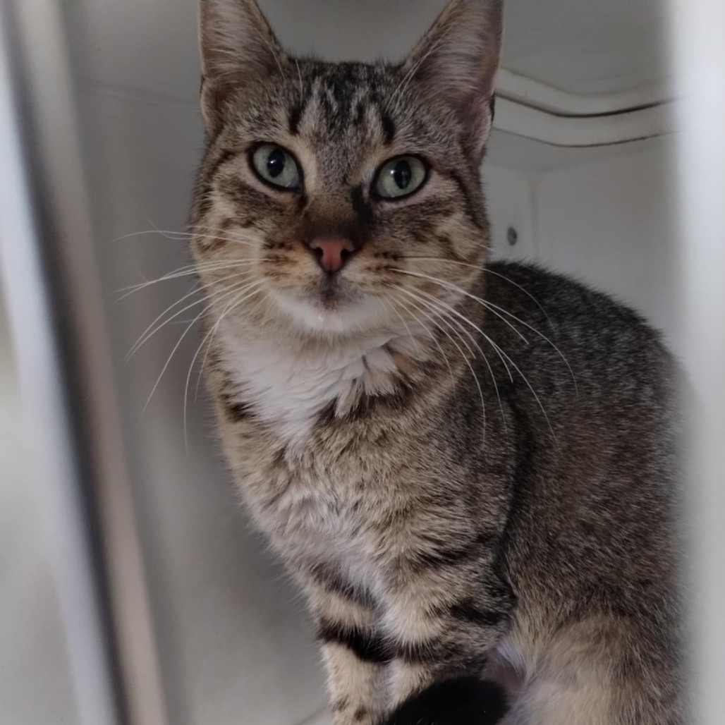 Andarna, an adoptable Domestic Short Hair in Norfolk, NE, 68701 | Photo Image 1