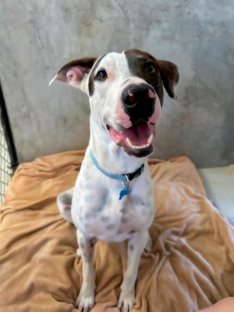 Highball, an adoptable Labrador Retriever in San Juan de Abajo, NAY, 63732 | Photo Image 1