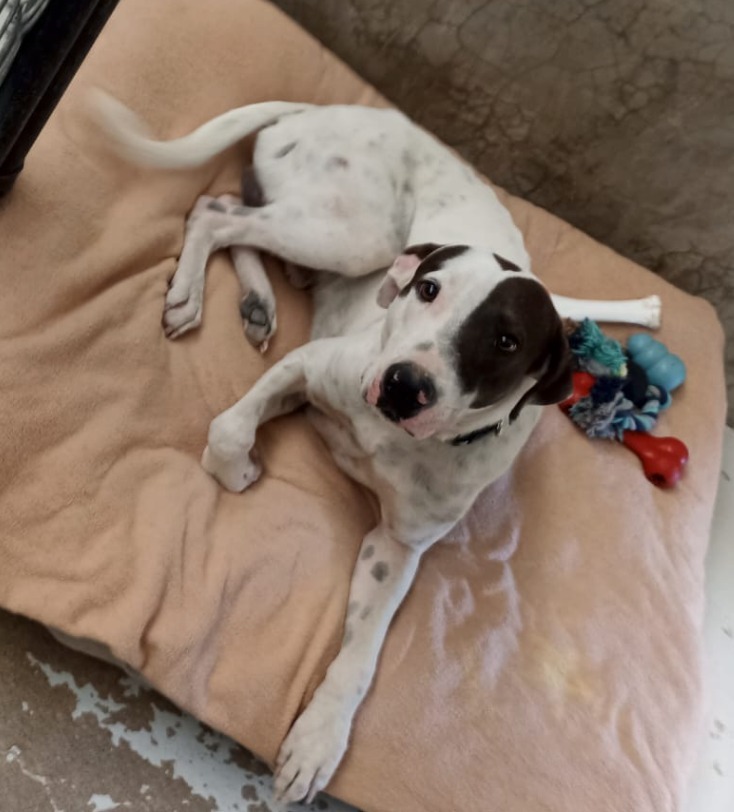 Highball, an adoptable Labrador Retriever in San Juan de Abajo, NAY, 63732 | Photo Image 2