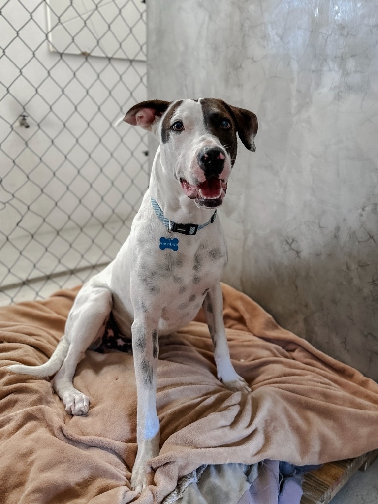 Highball, an adoptable Labrador Retriever in San Juan de Abajo, NAY, 63732 | Photo Image 3