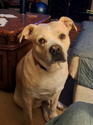 Please contact ADOPTION adoptdoggieharmonyorg for more information about this petEasy going co
