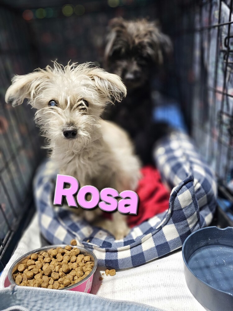 Rosa, an adoptable Schnauzer, Terrier in Herriman, UT, 84096 | Photo Image 1