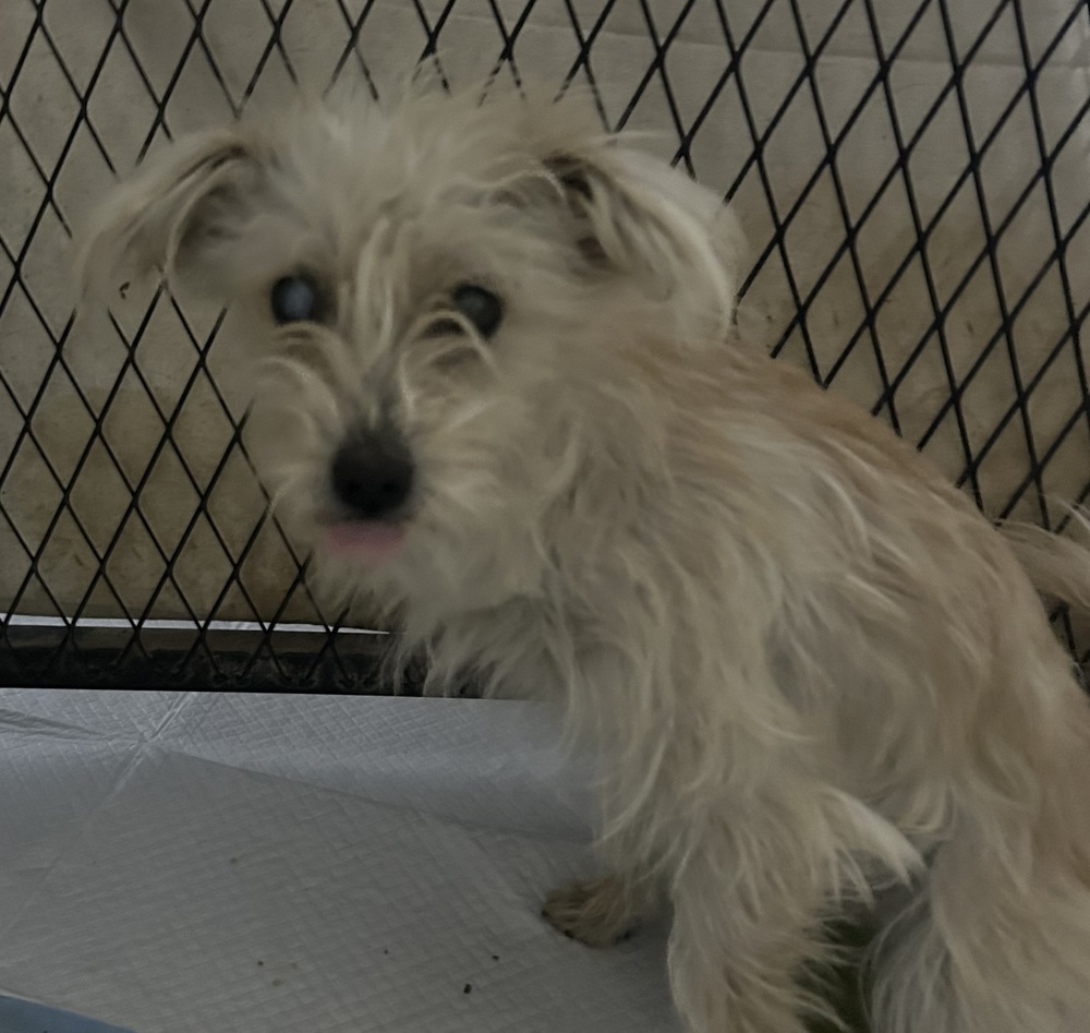 Rosa, an adoptable Schnauzer, Terrier in Herriman, UT, 84096 | Photo Image 2