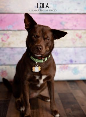 Lola, Adult Female unknown