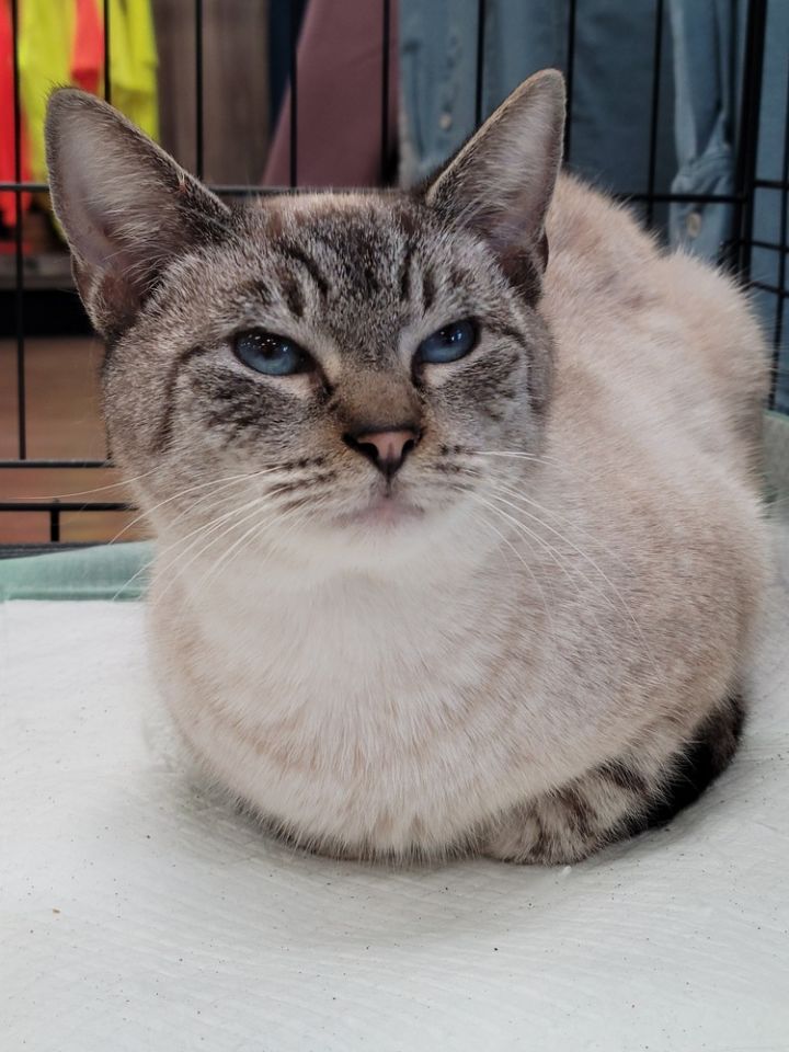 Dumbledore (Available at Petsense, Troy, AL) 2