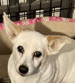 **Snow, Adult Female Terrier