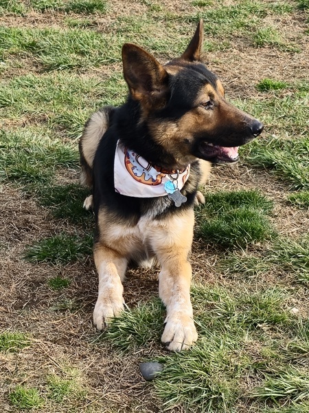 Dog for adoption Kenai a German Shepherd Dog Mix in Kennewick WA Dog for adoption Kenai a German Shepherd Dog Mix in Kennewick WA