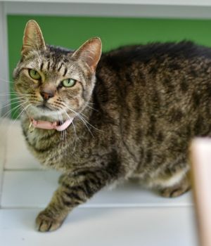 Sinderella came to Good Mews from a county shelter for a better chance at adoption This sweet and g