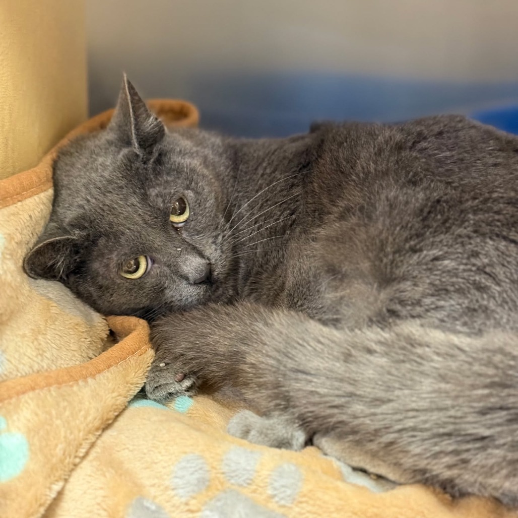 Glameow, an adoptable Domestic Short Hair in Spring Hill, KS, 66083 | Photo Image 1