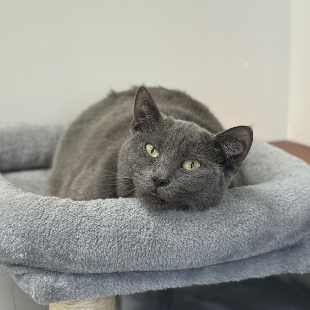 Glameow, an adoptable Domestic Short Hair in Spring Hill, KS, 66083 | Photo Image 1