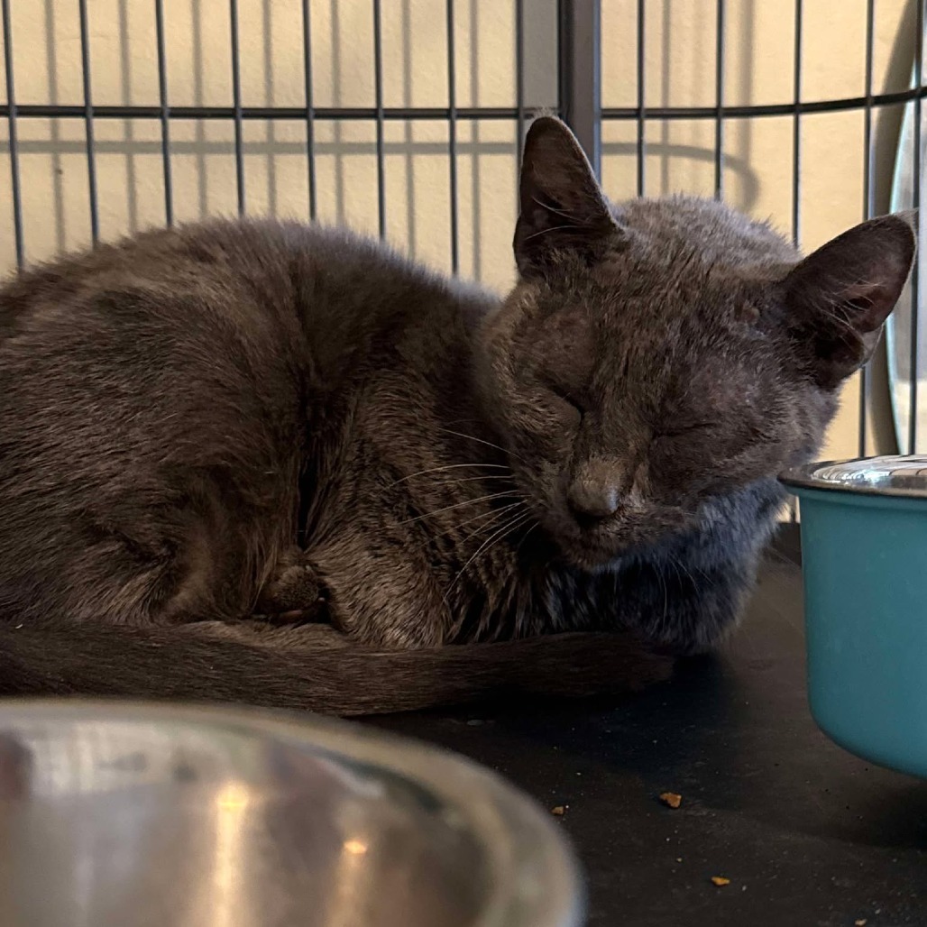 Glameow, an adoptable Domestic Short Hair in Spring Hill, KS, 66083 | Photo Image 2