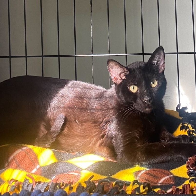 Cubone, an adoptable Domestic Short Hair in Spring Hill, KS, 66083 | Photo Image 1