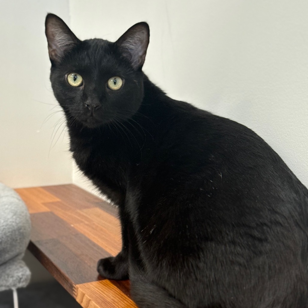 Cubone, an adoptable Domestic Short Hair in Spring Hill, KS, 66083 | Photo Image 1