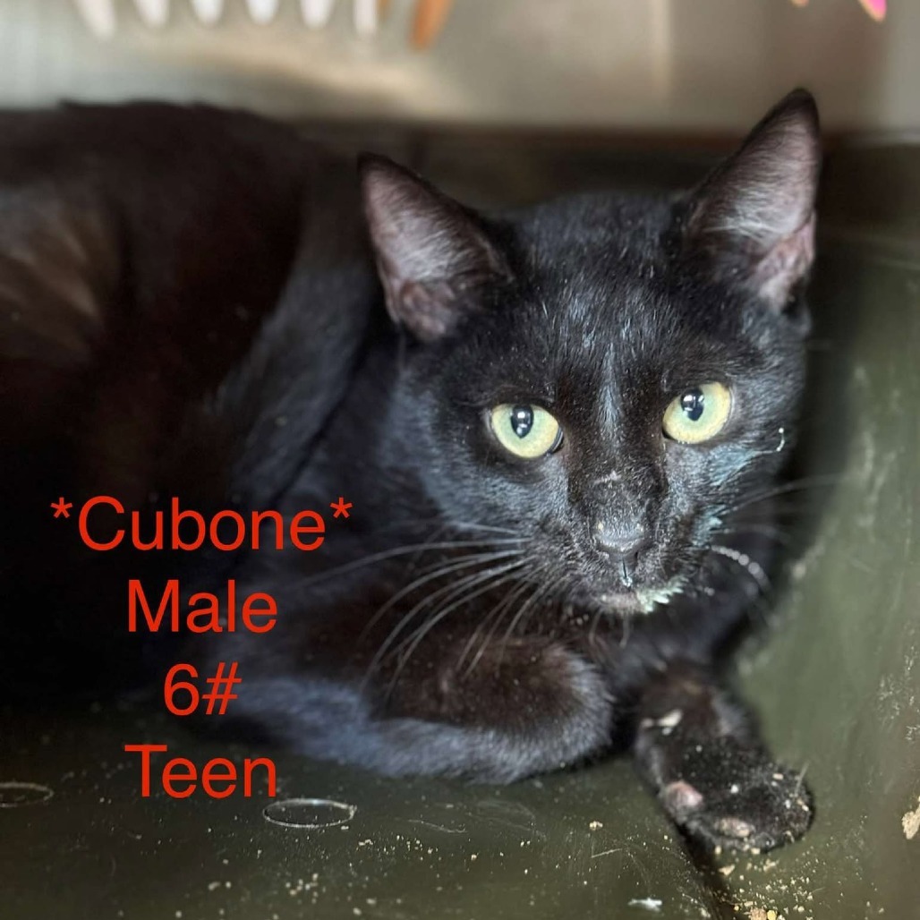 Cubone, an adoptable Domestic Short Hair in Spring Hill, KS, 66083 | Photo Image 2