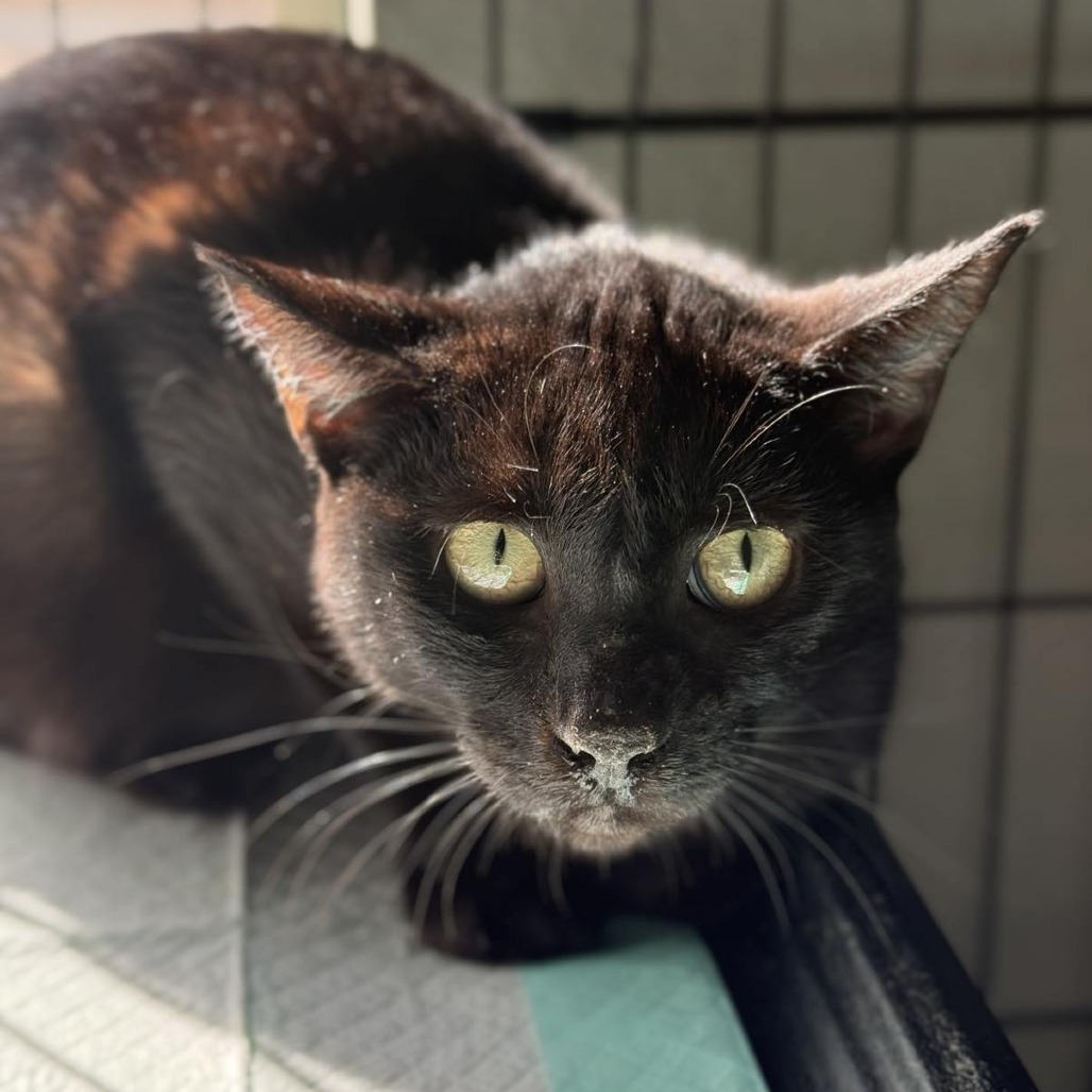 Cubone, an adoptable Domestic Short Hair in Spring Hill, KS, 66083 | Photo Image 3