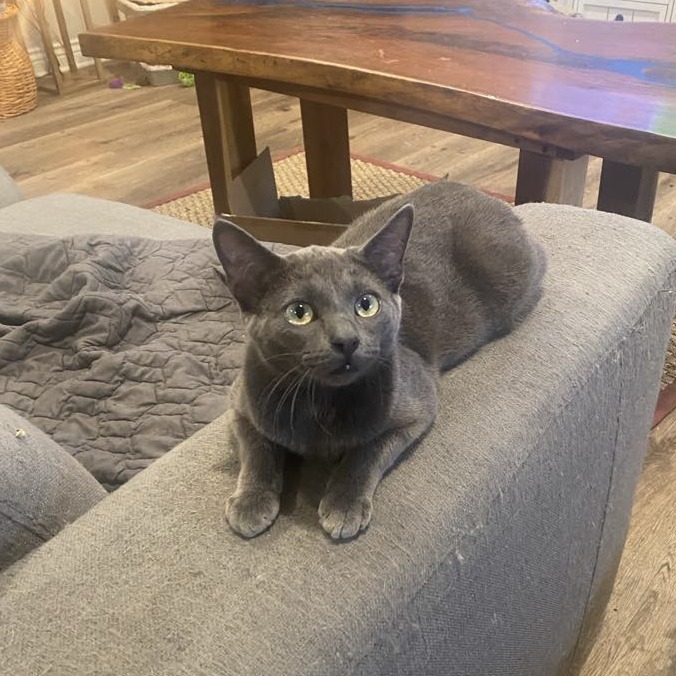 Togepi, an adoptable Domestic Short Hair in Spring Hill, KS, 66083 | Photo Image 1