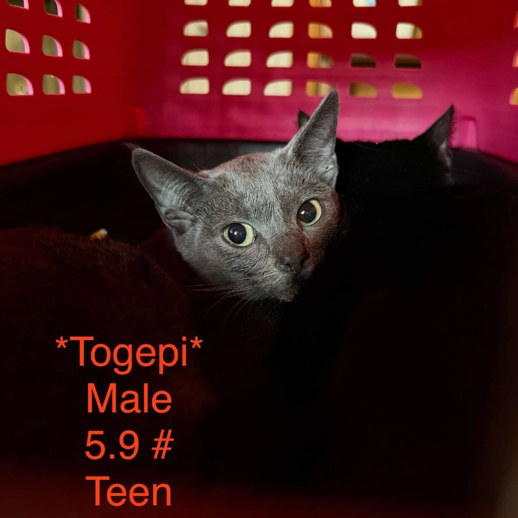 Togepi, an adoptable Domestic Short Hair in Spring Hill, KS, 66083 | Photo Image 2