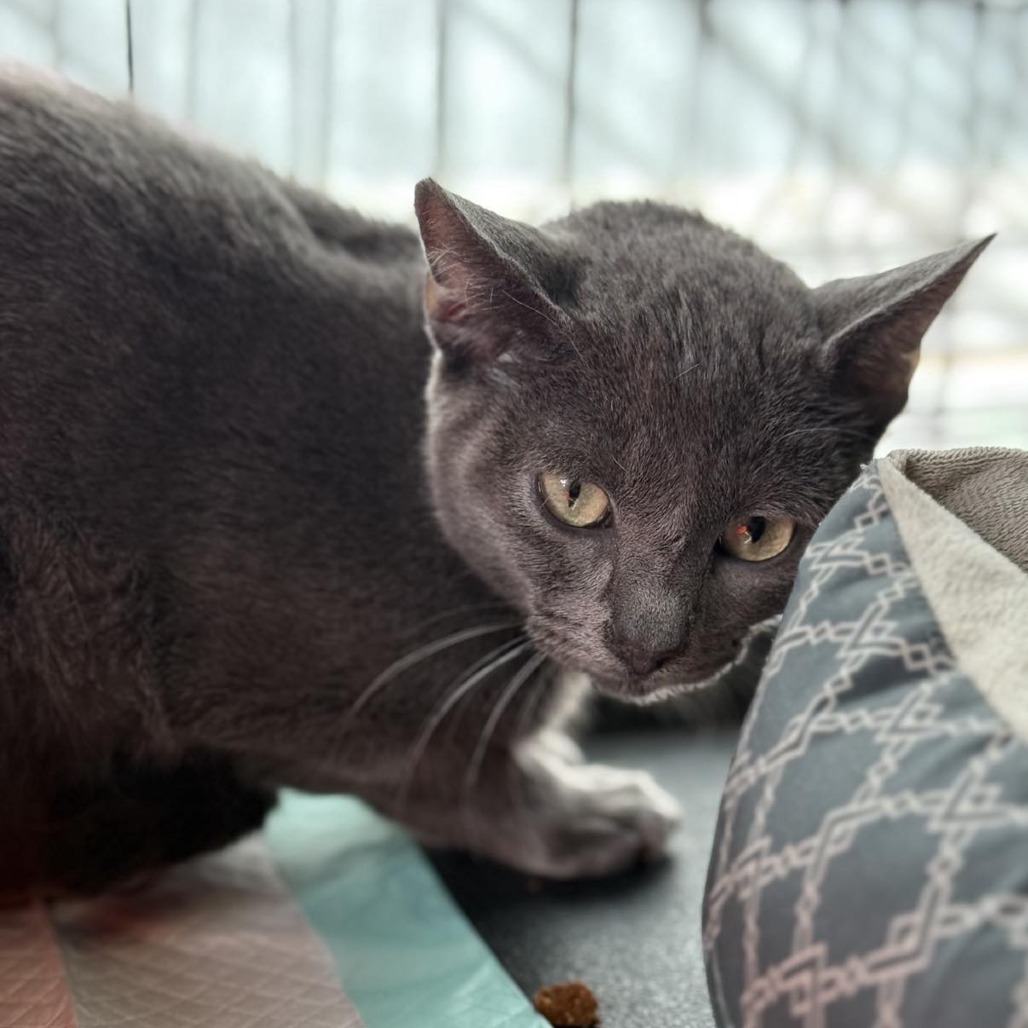 Togepi, an adoptable Domestic Short Hair in Spring Hill, KS, 66083 | Photo Image 3
