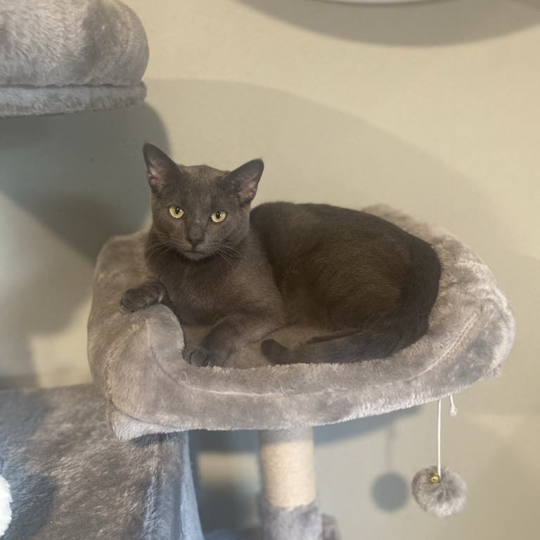 Togepi, an adoptable Domestic Short Hair in Spring Hill, KS, 66083 | Photo Image 4