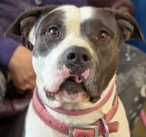 Malik, Adult Male Pit Bull Terrier