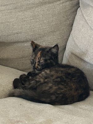 Louise, Adult Female Domestic Short Hair