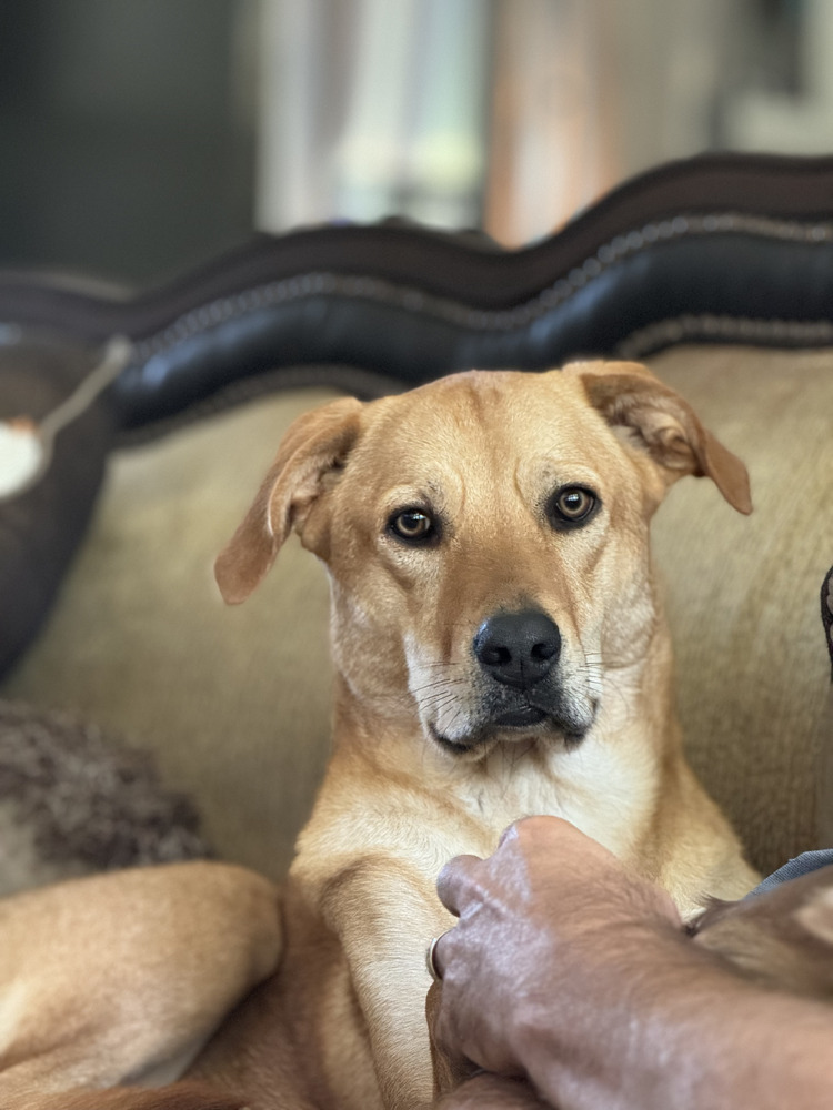 Amber (River's Litter)