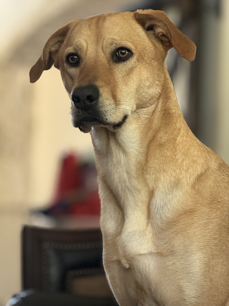 Amber (River's Litter)