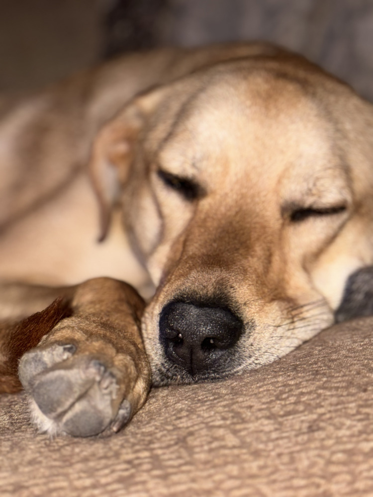Amber (River's Litter)
