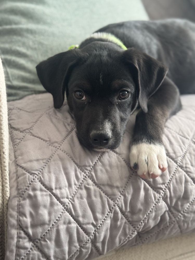 Pepsi (Soda Litter)