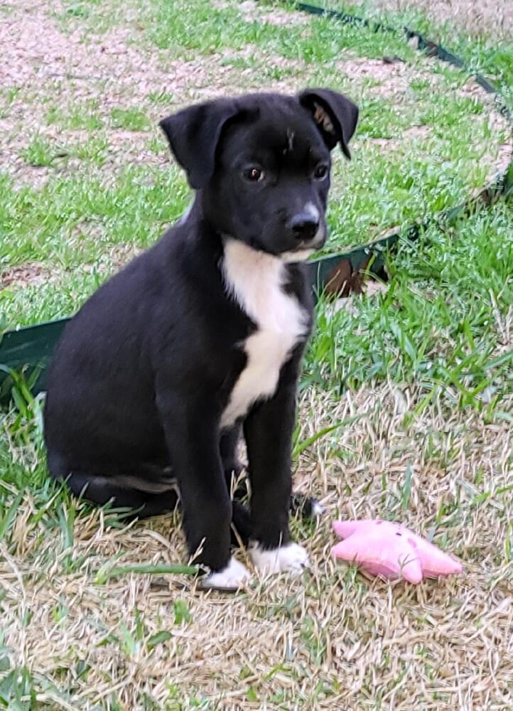 Pepsi (Soda Litter)