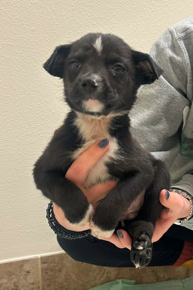 Pepsi (Soda Litter)