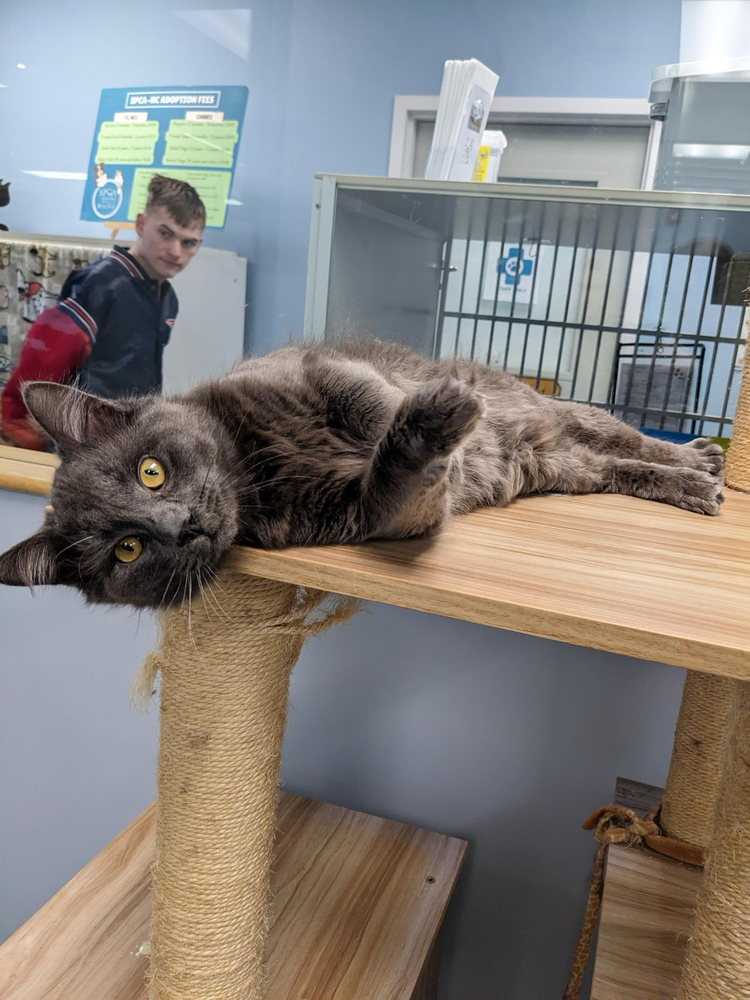 Eaton, an adoptable Domestic Long Hair, Domestic Medium Hair in Trenton, ME, 04605 | Photo Image 1