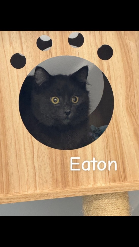 Eaton, an adoptable Domestic Long Hair, Domestic Medium Hair in Trenton, ME, 04605 | Photo Image 2